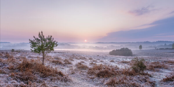 Bratley View, the New Forest